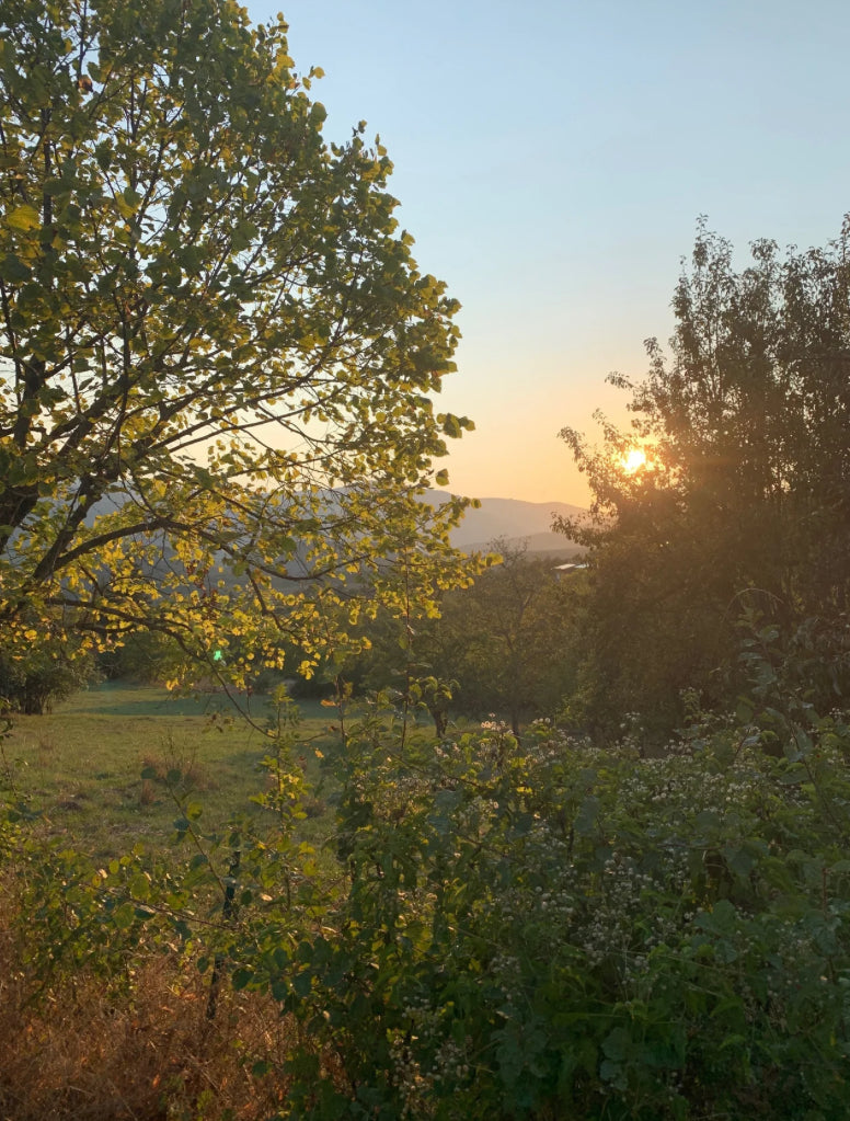 Black Creek Botanicals Golden Hour Facial Oil image 1