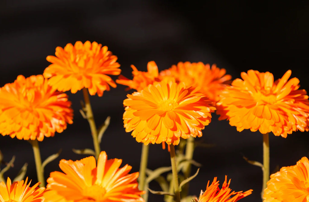 East Coast Glow Iceberg Infused Bar Soap image 3
