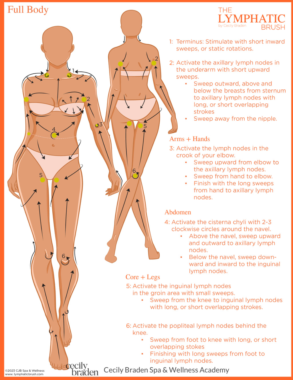 The CJB Lymphatic Brush -Body image 3