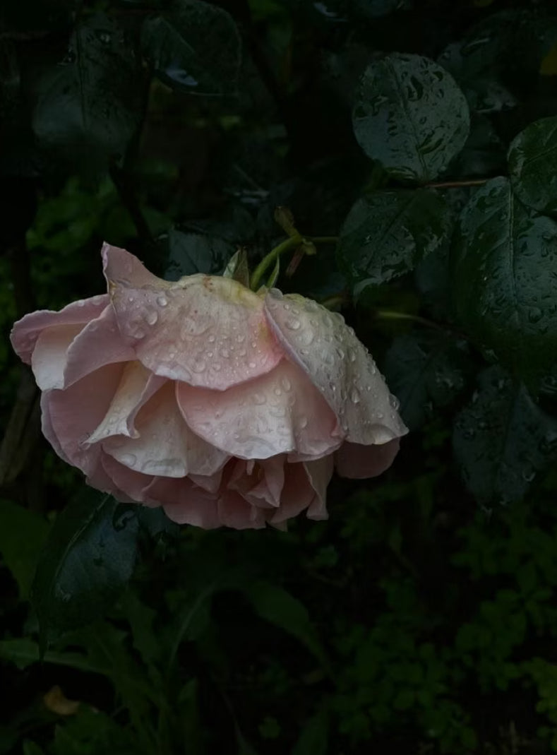 Tidelands House Lumiere Florale Gentle Resurfacing Nectar image 1